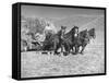 Rancher Dragging Mound of Hay to Feed His Beef Cattle at the Abbott Ranch-Bernard Hoffman-Framed Stretched Canvas