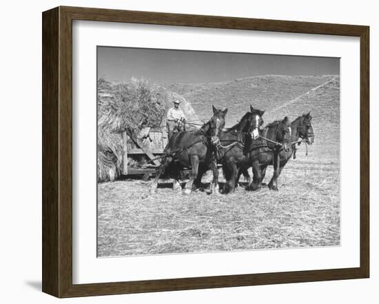 Rancher Dragging Mound of Hay to Feed His Beef Cattle at the Abbott Ranch-Bernard Hoffman-Framed Photographic Print