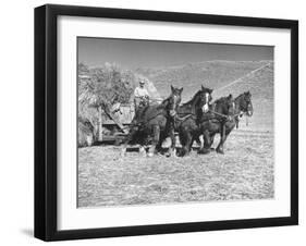 Rancher Dragging Mound of Hay to Feed His Beef Cattle at the Abbott Ranch-Bernard Hoffman-Framed Photographic Print