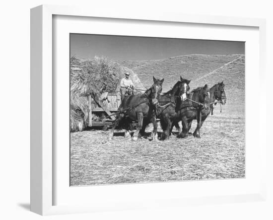 Rancher Dragging Mound of Hay to Feed His Beef Cattle at the Abbott Ranch-Bernard Hoffman-Framed Photographic Print