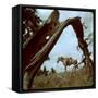 Rancher Leading Horse Across Field as Seen Through Branches of Fallen Tree, Trinchera Ranch-Loomis Dean-Framed Stretched Canvas
