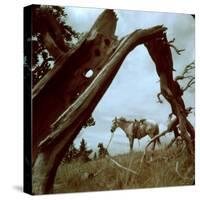 Rancher Leading Horse Across Field as Seen Through Branches of Fallen Tree, Trinchera Ranch-Loomis Dean-Stretched Canvas