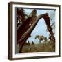 Rancher Leading Horse Across Field as Seen Through Branches of Fallen Tree, Trinchera Ranch-Loomis Dean-Framed Photographic Print