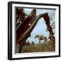 Rancher Leading Horse Across Field as Seen Through Branches of Fallen Tree, Trinchera Ranch-Loomis Dean-Framed Photographic Print