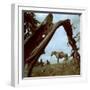 Rancher Leading Horse Across Field as Seen Through Branches of Fallen Tree, Trinchera Ranch-Loomis Dean-Framed Photographic Print