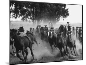 Ranchers Corralling Horses on Pirovano Ranch-Leonard Mccombe-Mounted Photographic Print