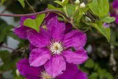 Flowers at Robinette's Apple Haus & Gift Barn, Grand Rapids, Michigan-Randa Bishop-Photographic Print