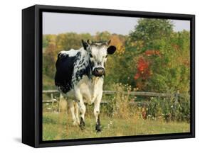 Randall Blue Lineback, Rare Breed of Domestic Cattle, Connecticut, USA-Lynn M. Stone-Framed Stretched Canvas