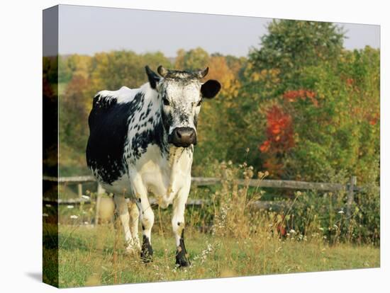 Randall Blue Lineback, Rare Breed of Domestic Cattle, Connecticut, USA-Lynn M. Stone-Stretched Canvas