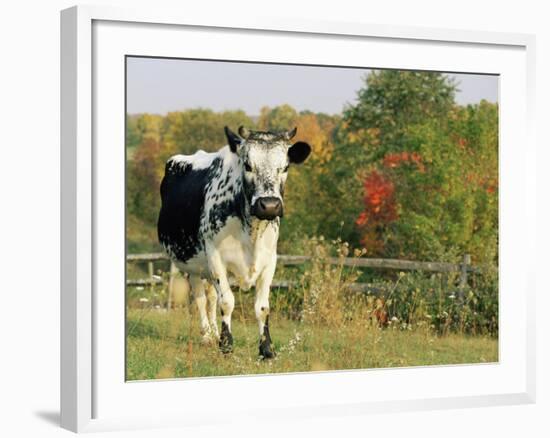 Randall Blue Lineback, Rare Breed of Domestic Cattle, Connecticut, USA-Lynn M. Stone-Framed Photographic Print
