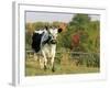 Randall Blue Lineback, Rare Breed of Domestic Cattle, Connecticut, USA-Lynn M. Stone-Framed Photographic Print