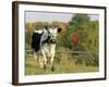 Randall Blue Lineback, Rare Breed of Domestic Cattle, Connecticut, USA-Lynn M. Stone-Framed Photographic Print