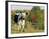 Randall Blue Lineback, Rare Breed of Domestic Cattle, Connecticut, USA-Lynn M. Stone-Framed Photographic Print