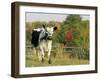 Randall Blue Lineback, Rare Breed of Domestic Cattle, Connecticut, USA-Lynn M. Stone-Framed Photographic Print