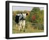 Randall Blue Lineback, Rare Breed of Domestic Cattle, Connecticut, USA-Lynn M. Stone-Framed Photographic Print