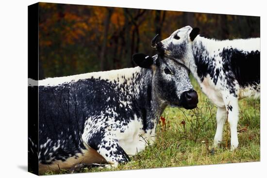 Randall Cow with Calf in Autumn, South Kent, Connecticut, USA-Lynn M^ Stone-Stretched Canvas