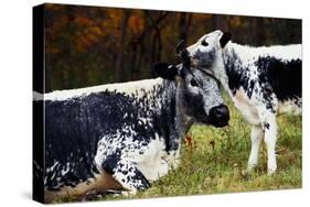 Randall Cow with Calf in Autumn, South Kent, Connecticut, USA-Lynn M^ Stone-Stretched Canvas