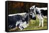 Randall Cow with Calf in Autumn, South Kent, Connecticut, USA-Lynn M^ Stone-Framed Stretched Canvas