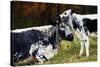 Randall Cow with Calf in Autumn, South Kent, Connecticut, USA-Lynn M^ Stone-Stretched Canvas