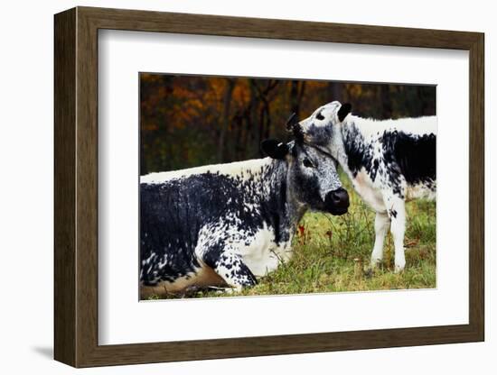Randall Cow with Calf in Autumn, South Kent, Connecticut, USA-Lynn M^ Stone-Framed Photographic Print