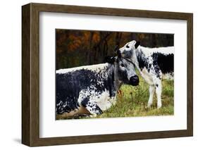 Randall Cow with Calf in Autumn, South Kent, Connecticut, USA-Lynn M^ Stone-Framed Photographic Print