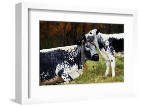 Randall Cow with Calf in Autumn, South Kent, Connecticut, USA-Lynn M^ Stone-Framed Photographic Print