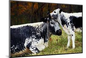 Randall Cow with Calf in Autumn, South Kent, Connecticut, USA-Lynn M^ Stone-Mounted Photographic Print
