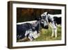 Randall Cow with Calf in Autumn, South Kent, Connecticut, USA-Lynn M^ Stone-Framed Photographic Print