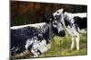 Randall Cow with Calf in Autumn, South Kent, Connecticut, USA-Lynn M^ Stone-Mounted Photographic Print