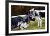 Randall Cow with Calf in Autumn, South Kent, Connecticut, USA-Lynn M^ Stone-Framed Photographic Print