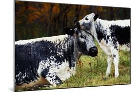 Randall Cow with Calf in Autumn, South Kent, Connecticut, USA-Lynn M^ Stone-Mounted Photographic Print