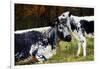 Randall Cow with Calf in Autumn, South Kent, Connecticut, USA-Lynn M^ Stone-Framed Photographic Print