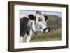 Randall Lineback Cow-null-Framed Photographic Print