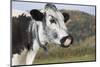 Randall Lineback Cow-null-Mounted Photographic Print