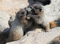 Juvenile Hoary Marmots Wrestling-randimal-Stretched Canvas