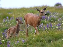 Mom and Baby Deer in Flowers-randimal-Photographic Print