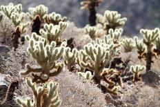 Teddy Bear Cholla Grouping-randimal-Photographic Print