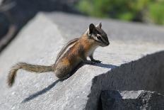 Yellow-Pine Chipmunk on a Rock-randimal-Mounted Photographic Print