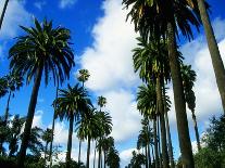 Palm Trees Lining Street-Randy Faris-Photographic Print