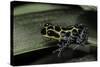 Ranitomeya Imitator (Mimic Poison Frog)-Paul Starosta-Stretched Canvas