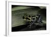 Ranitomeya Imitator (Mimic Poison Frog)-Paul Starosta-Framed Photographic Print