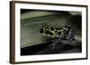 Ranitomeya Imitator (Mimic Poison Frog)-Paul Starosta-Framed Photographic Print