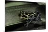 Ranitomeya Imitator (Mimic Poison Frog)-Paul Starosta-Mounted Photographic Print