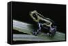 Ranitomeya Lamasi (Pasco Poison Frog)-Paul Starosta-Framed Stretched Canvas