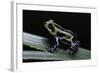 Ranitomeya Lamasi (Pasco Poison Frog)-Paul Starosta-Framed Photographic Print