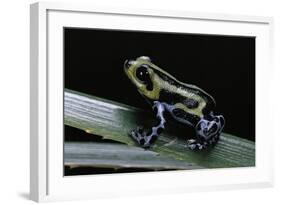 Ranitomeya Lamasi (Pasco Poison Frog)-Paul Starosta-Framed Photographic Print