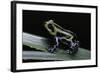 Ranitomeya Lamasi (Pasco Poison Frog)-Paul Starosta-Framed Photographic Print