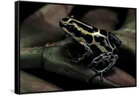 Ranitomeya Ventrimaculata (Reticulated Poison Frog)-Paul Starosta-Framed Stretched Canvas