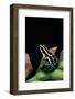 Ranitomeya Ventrimaculata (Reticulated Poison Frog)-Paul Starosta-Framed Photographic Print