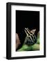 Ranitomeya Ventrimaculata (Reticulated Poison Frog)-Paul Starosta-Framed Photographic Print